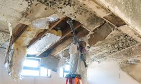 Richmond, UT Mold Removal & Remediation Company